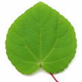 Katsura Leaf